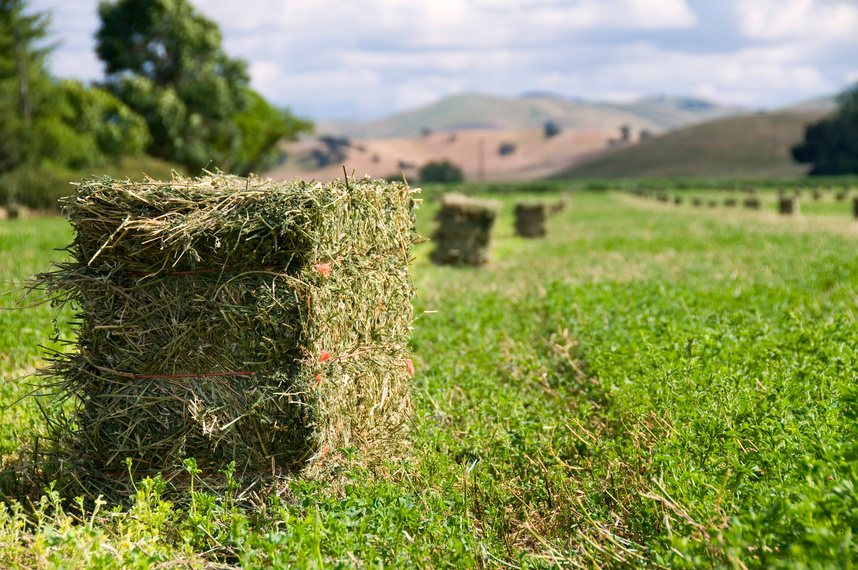 Alfalfa Harvest